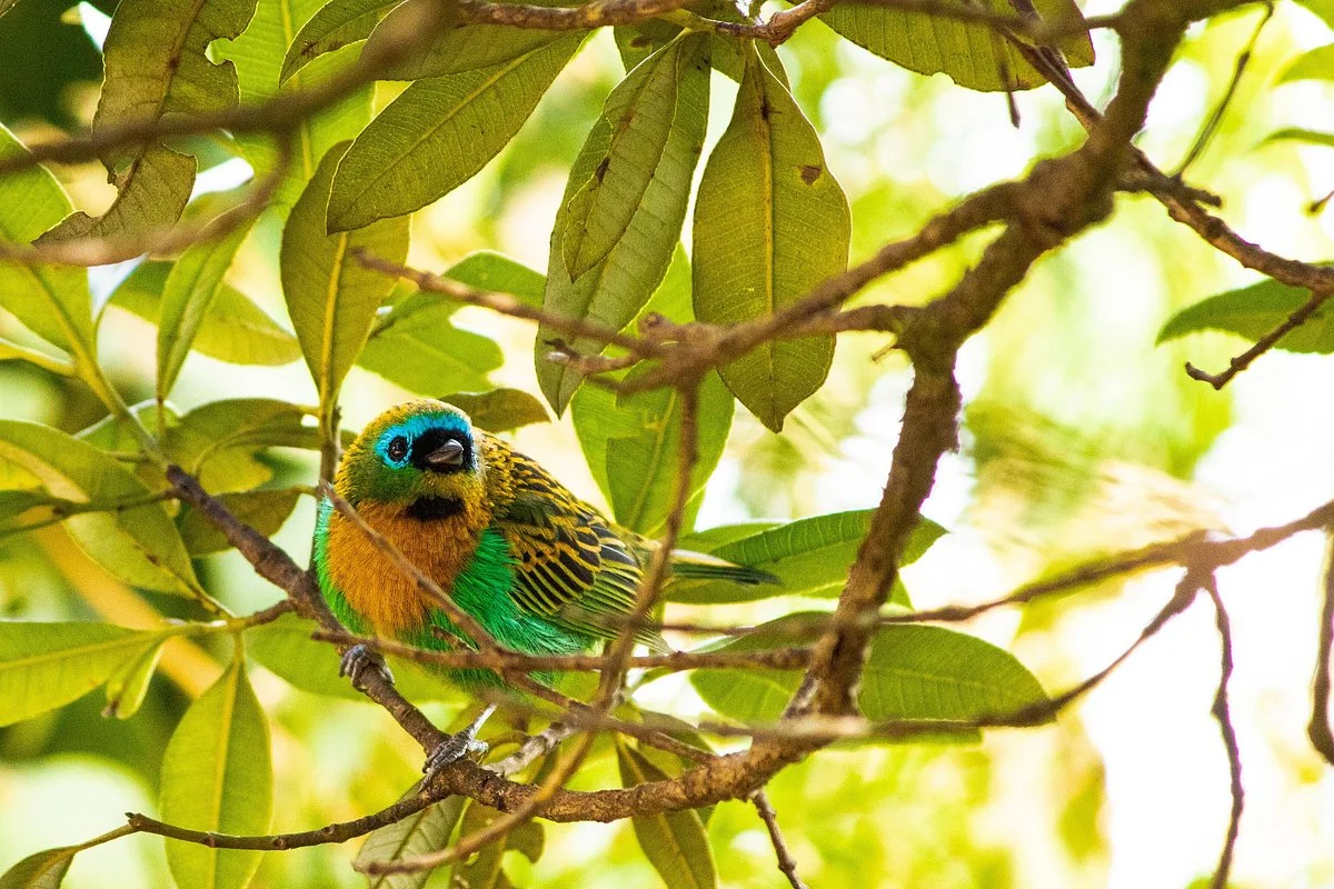 Rota das Araucarias