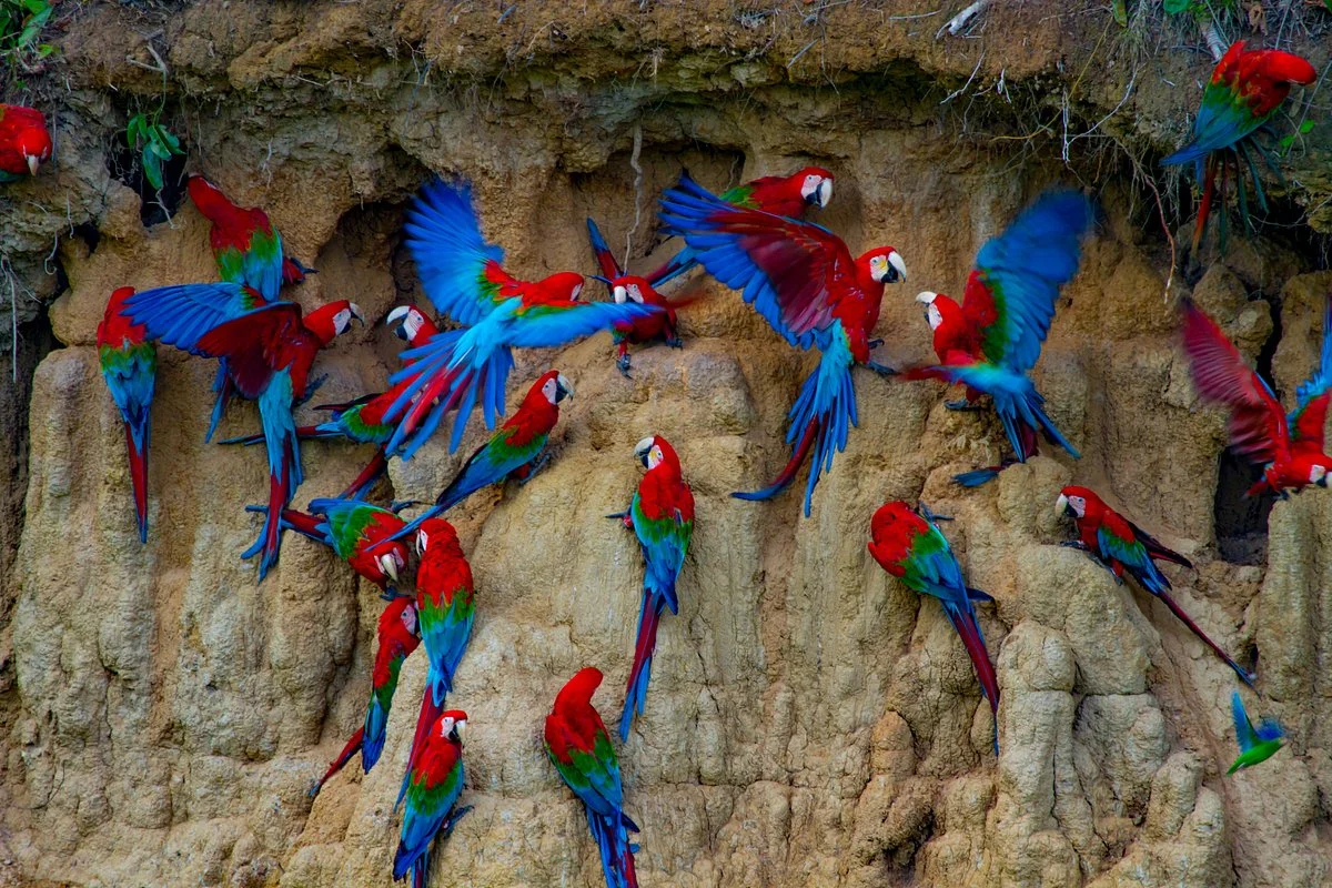 Manu Explorers Peru