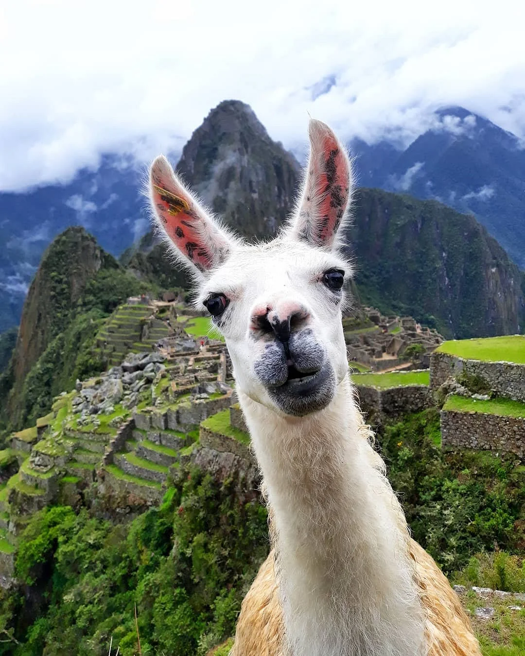 Picchu Travel