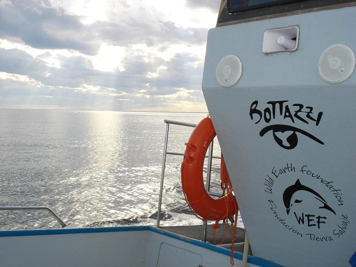Bottazzi Whale Watch
