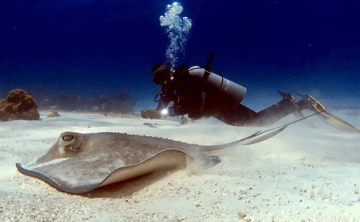 Karibik Diver