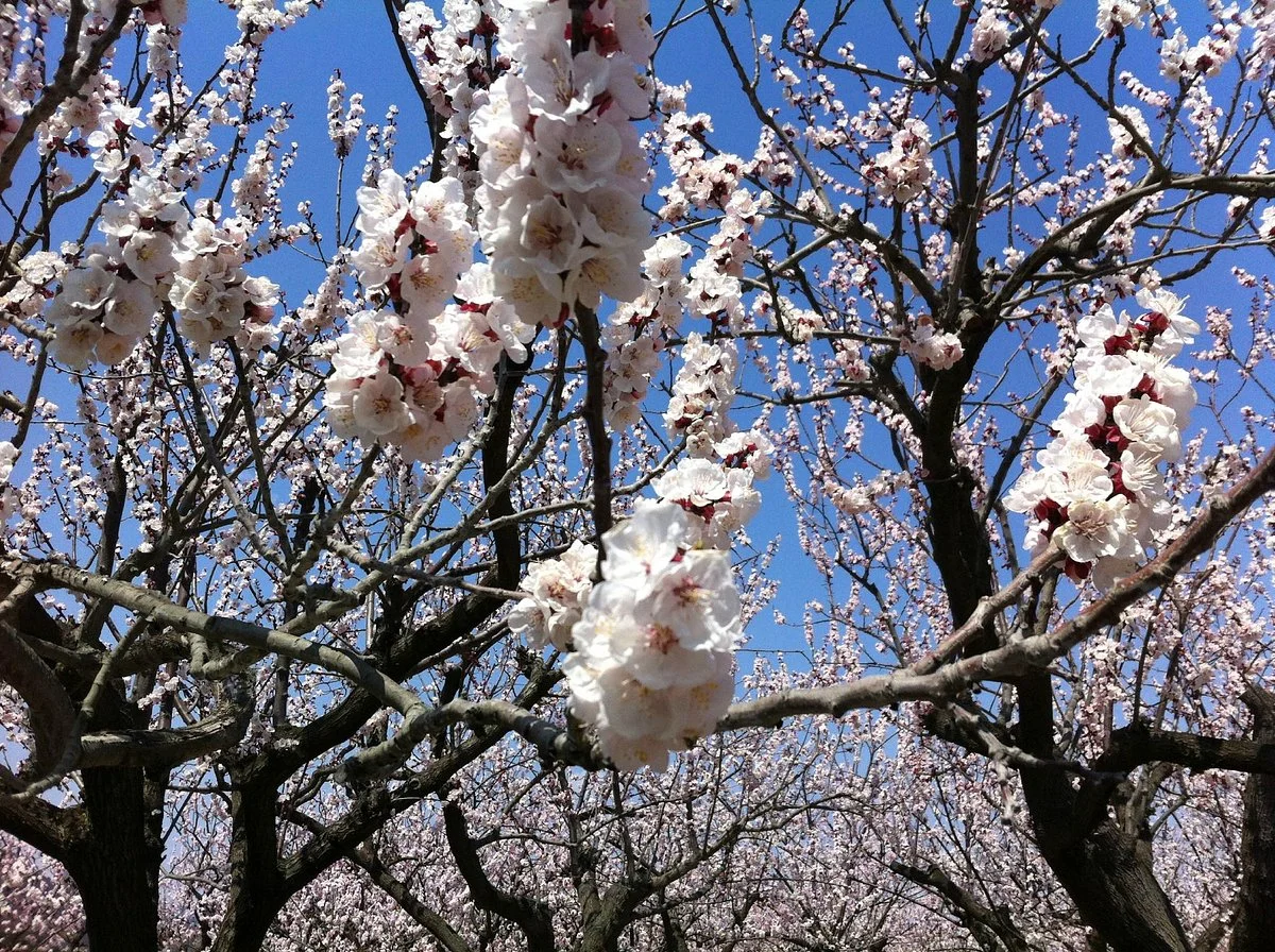 Shinshu Anzu no Sato Aguri Park