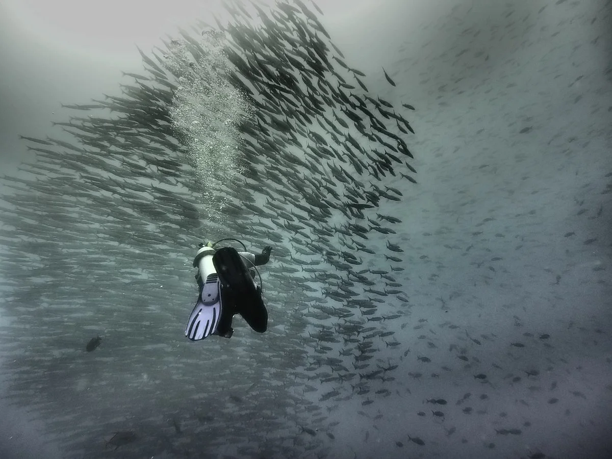 Galapagos Last Minutes