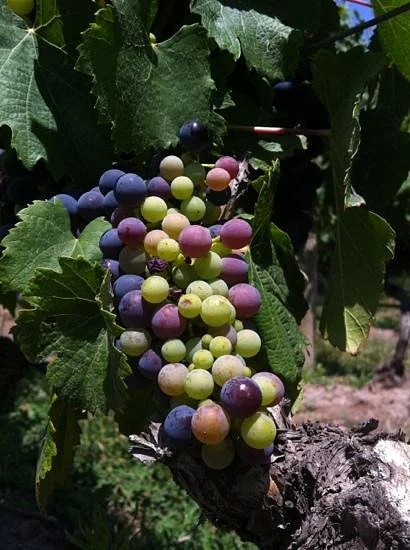 Mendoza Wine Experience Day Tours