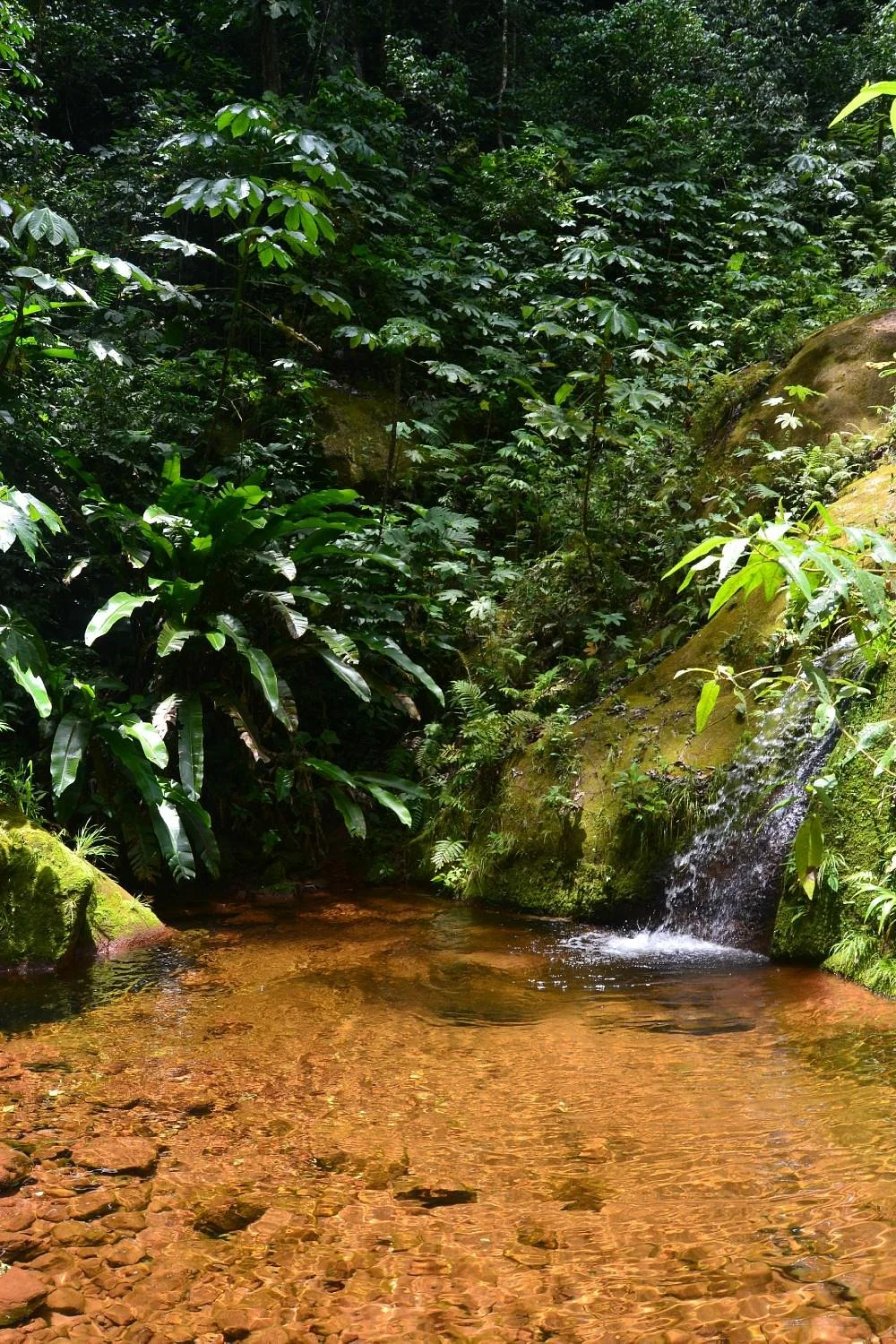 Max Jungle