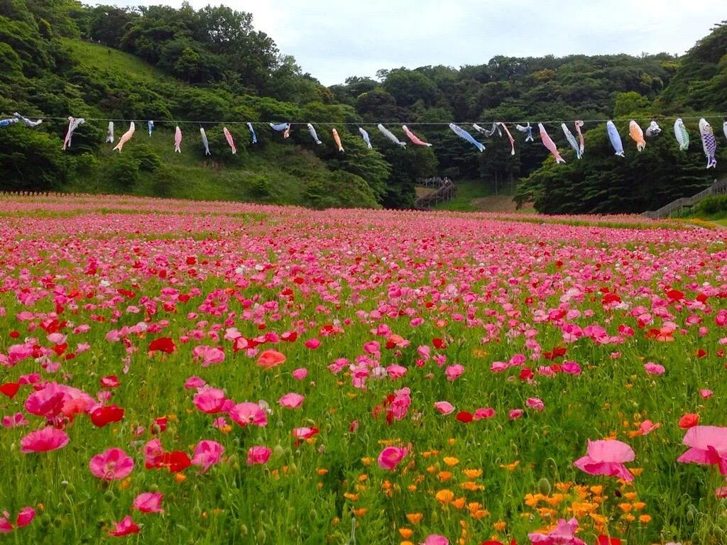 Kurihama Flower Park