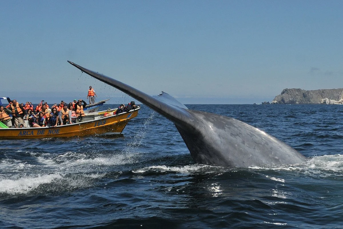 Whale Watching Chile