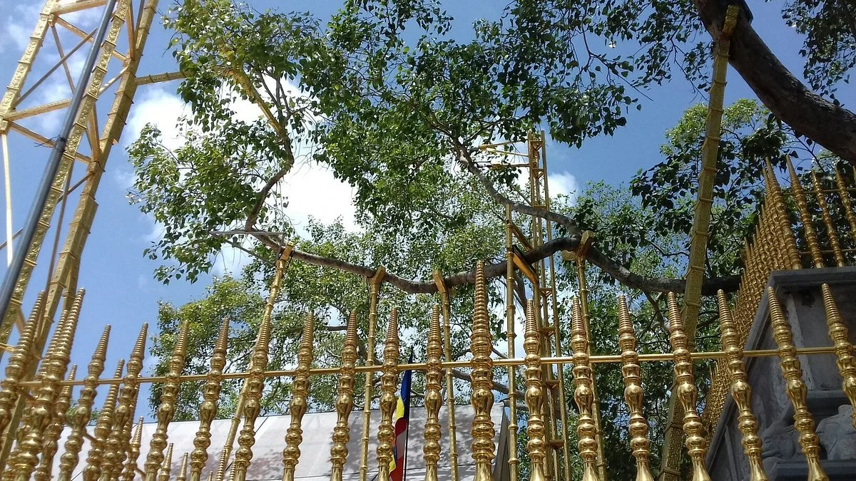 Jaya Sri Maha Bodhi