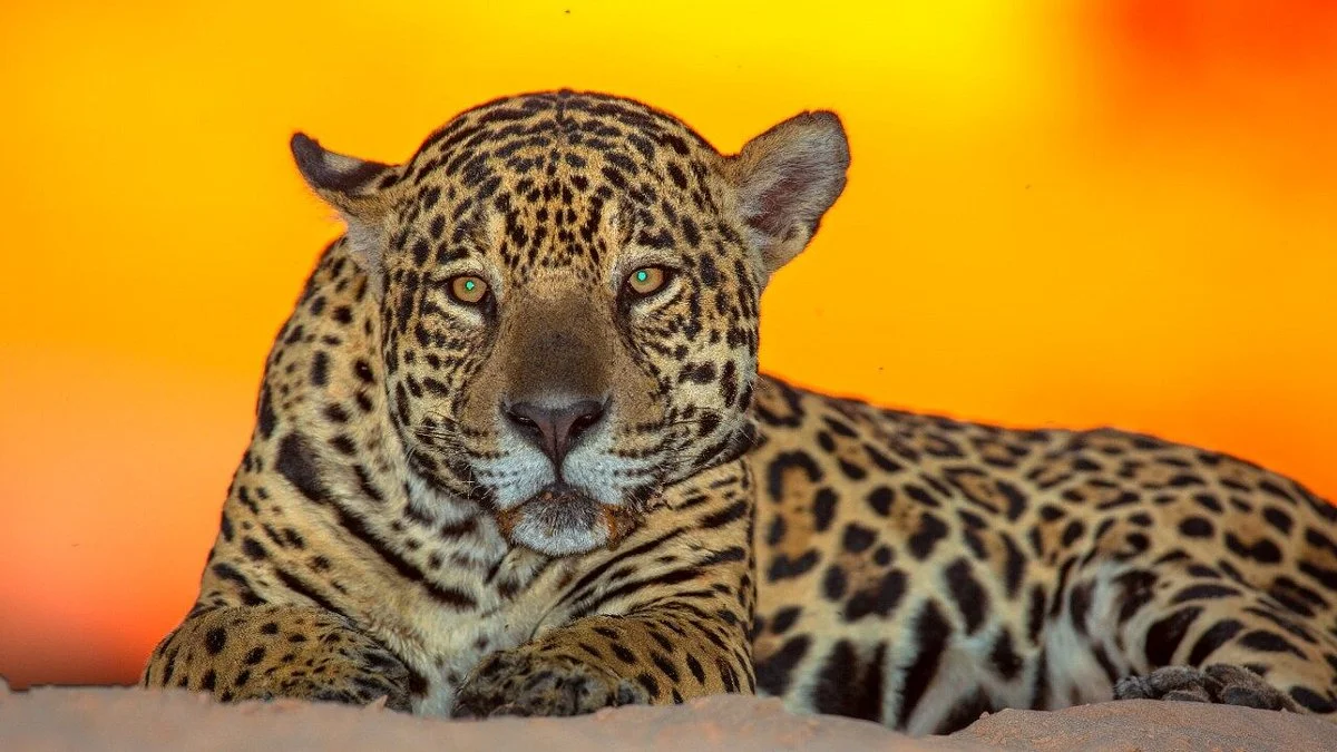 Pantanal Safaris