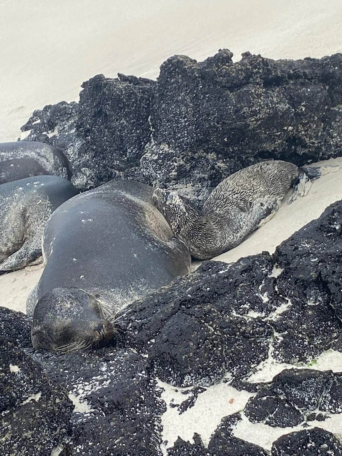 Galapagos Sharksky Travel & Conservation