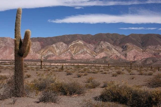 Los Cardones