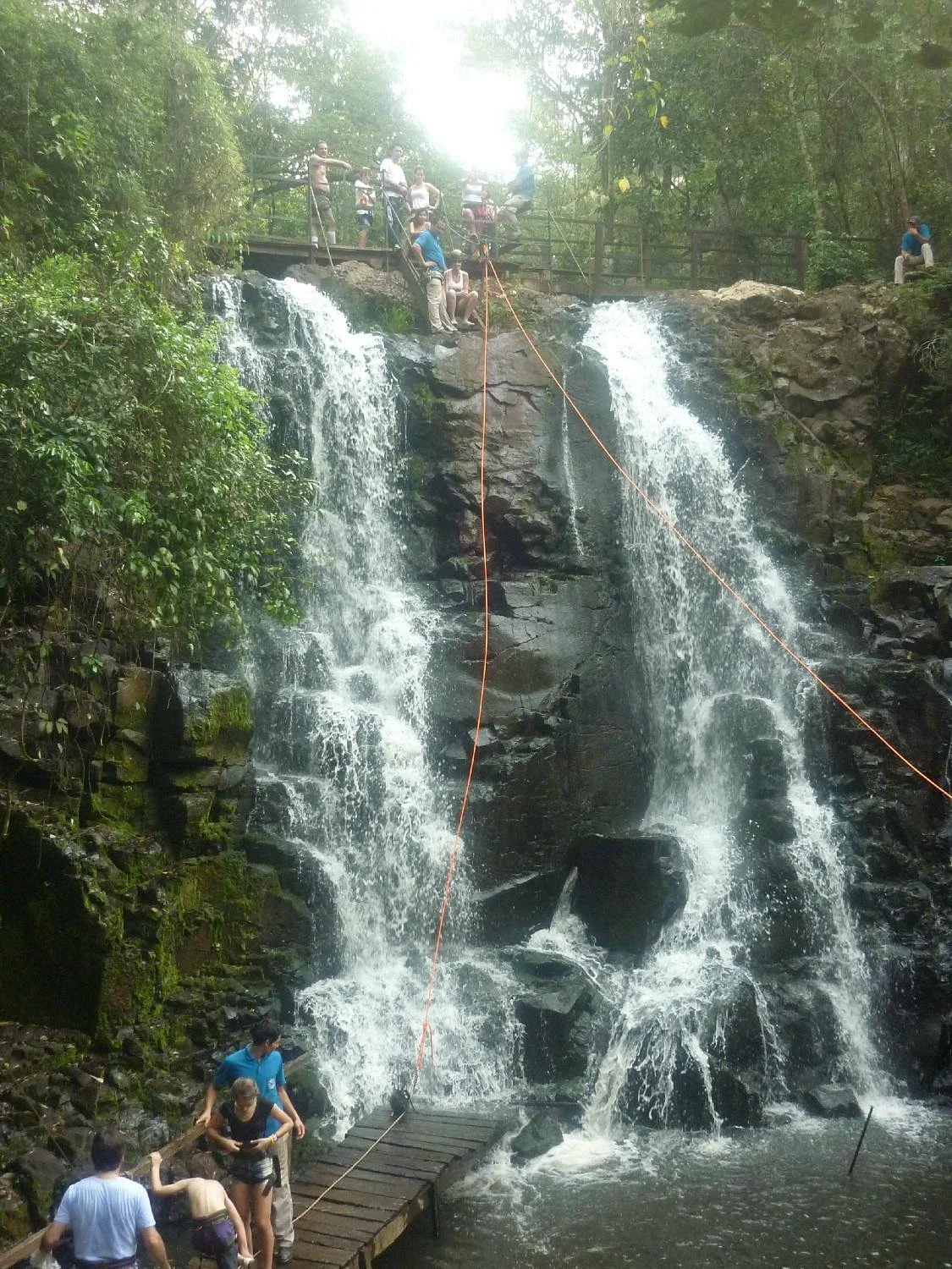 Iguazu Forest