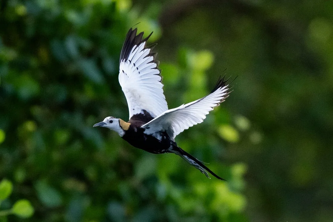 Kalametiya Bird Watching & Ecotourism