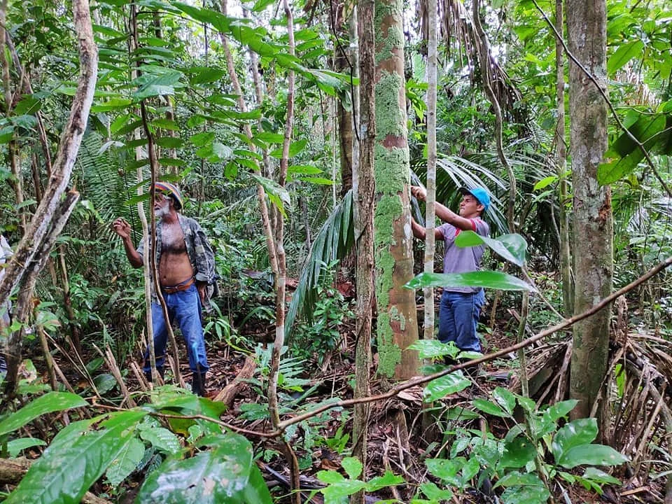 Roots of Amazon