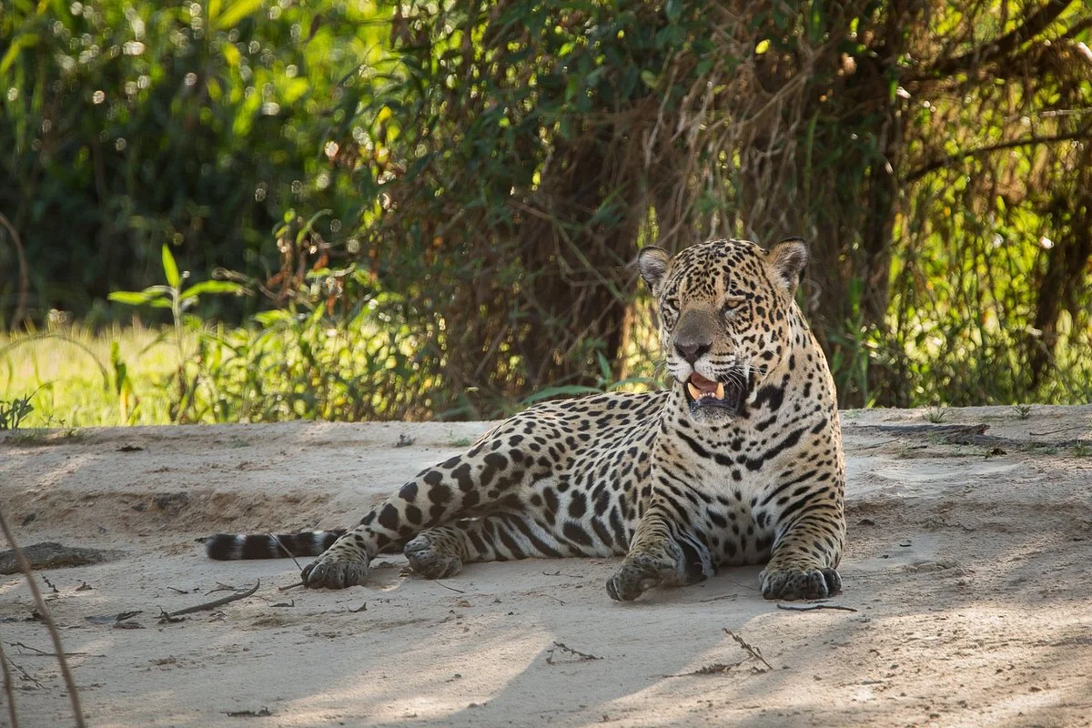 North Pantanal Safari