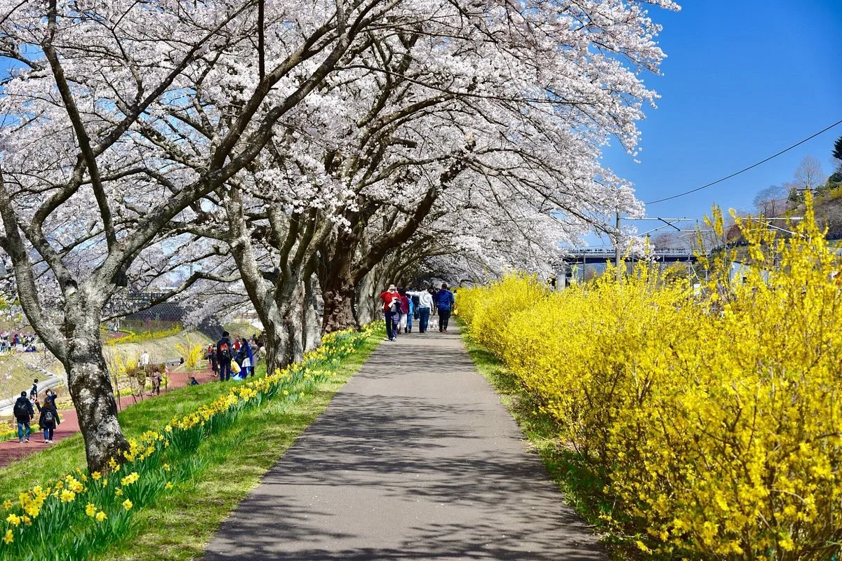 Shiroishigawa Embankment Hitome Sembonzakura