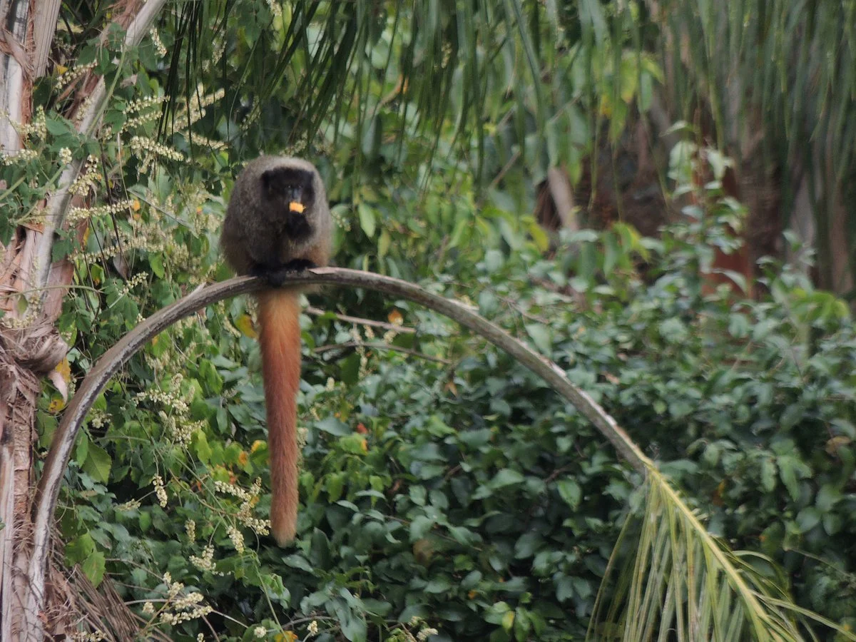Bioparque Serra Negra