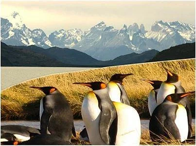 Tours Punta Arenas - Day Tours