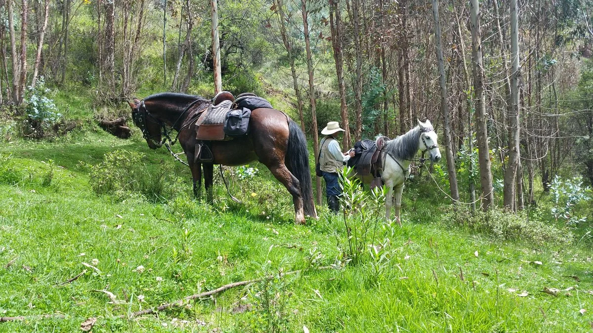 El Corcel Blanco