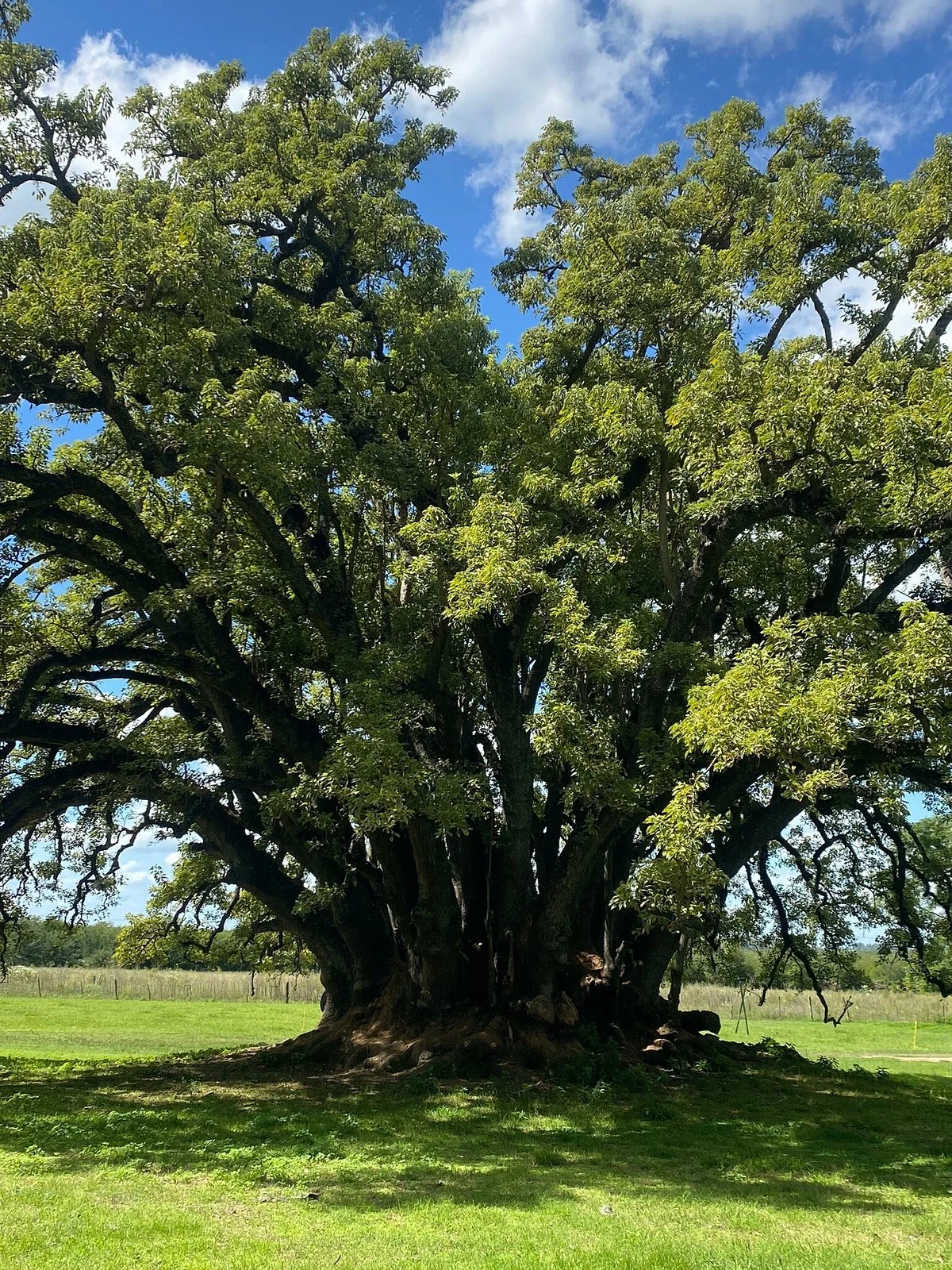 Estancia La Portena de Areco