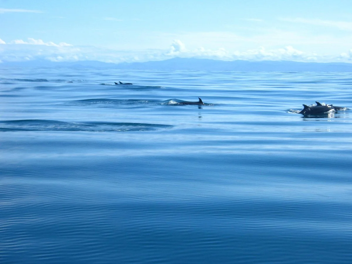 Nuquimar Hotel Whale Watching