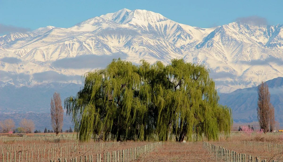 Rancho Viejo