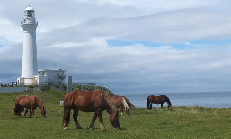 Kandachi Horses and Their Habitats