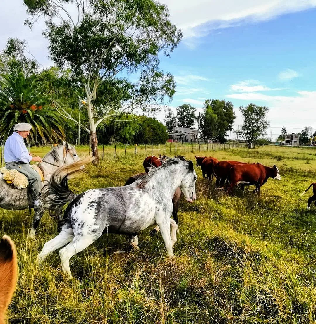Cabalgatas De Uribelarrea