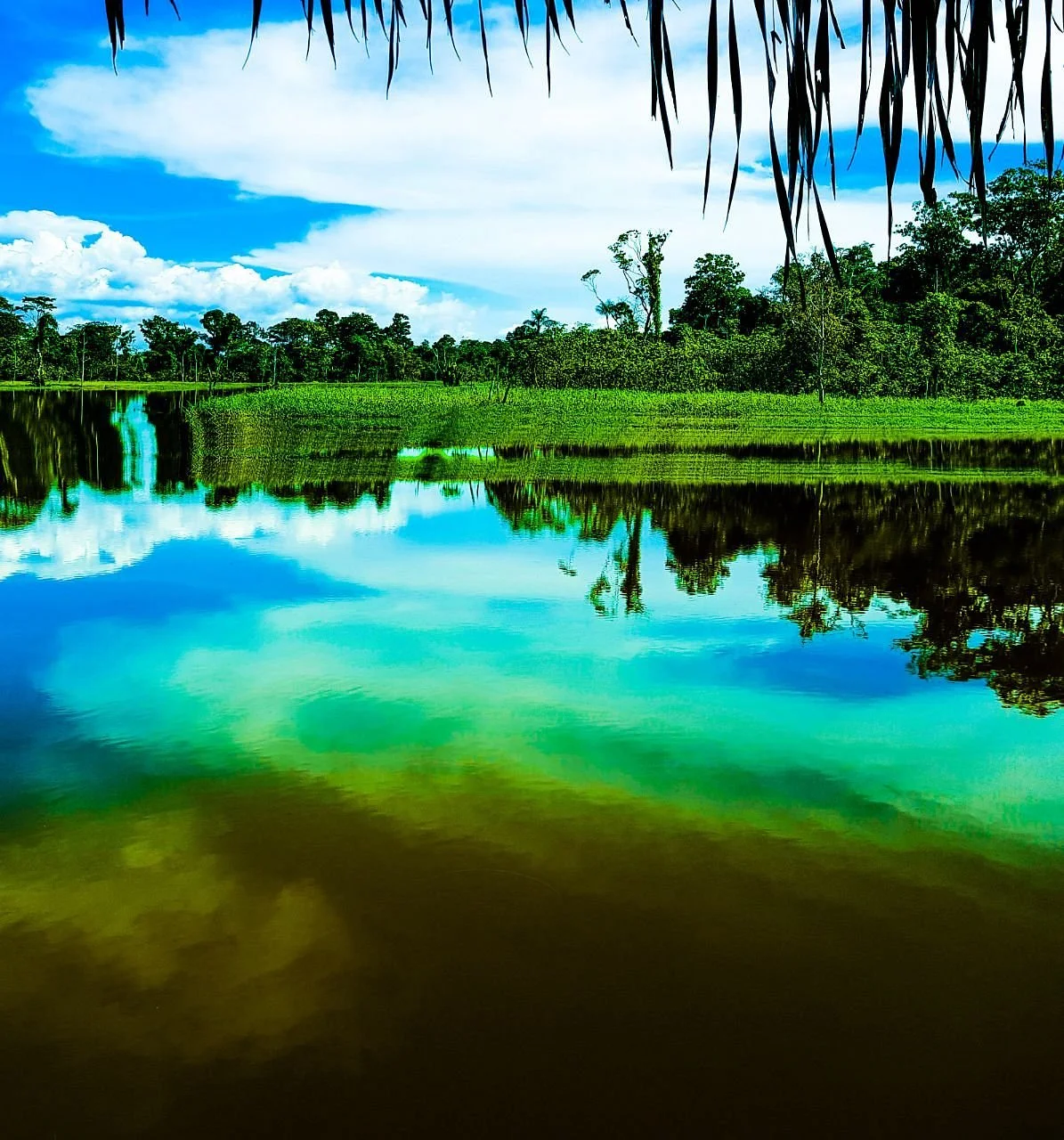Parque Ecologico Janauary