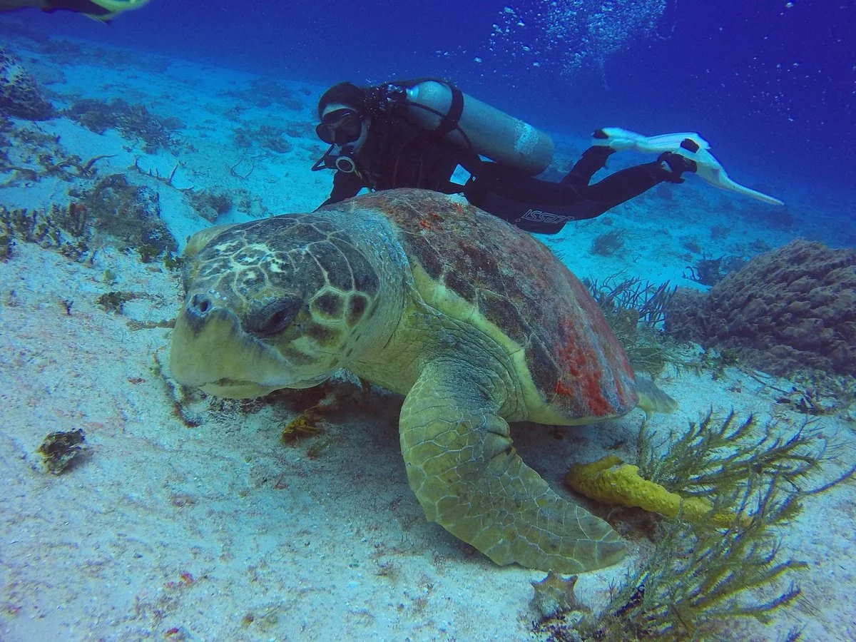 Cedeira Dive