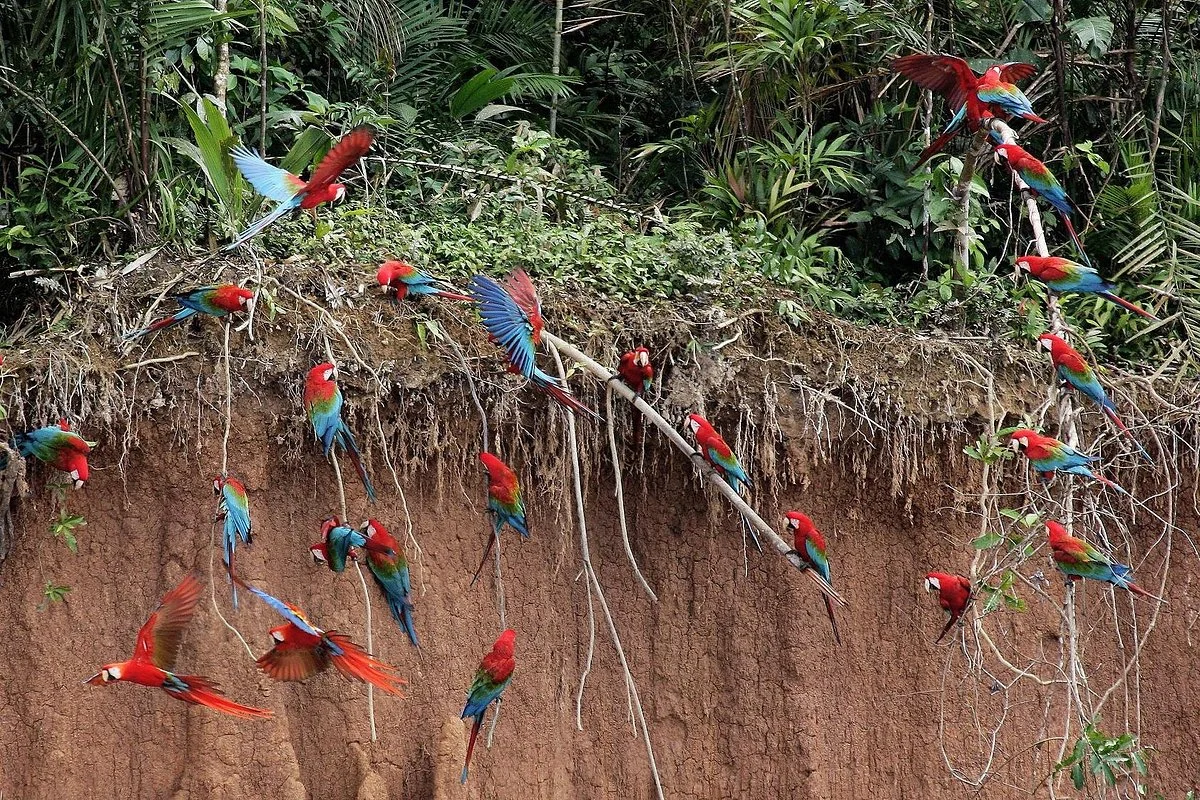 Monte Amazonico Lodge