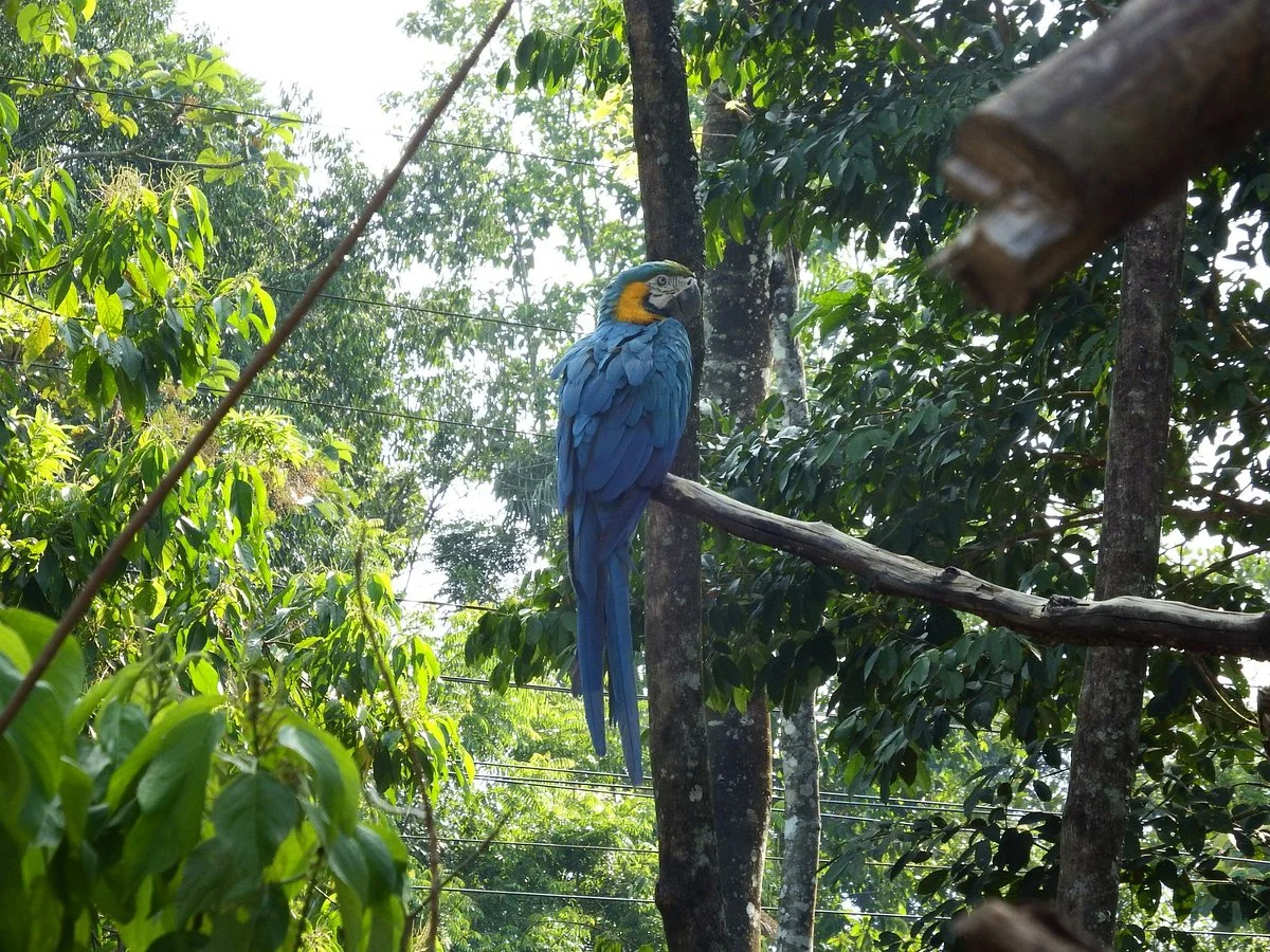 Parque Machia