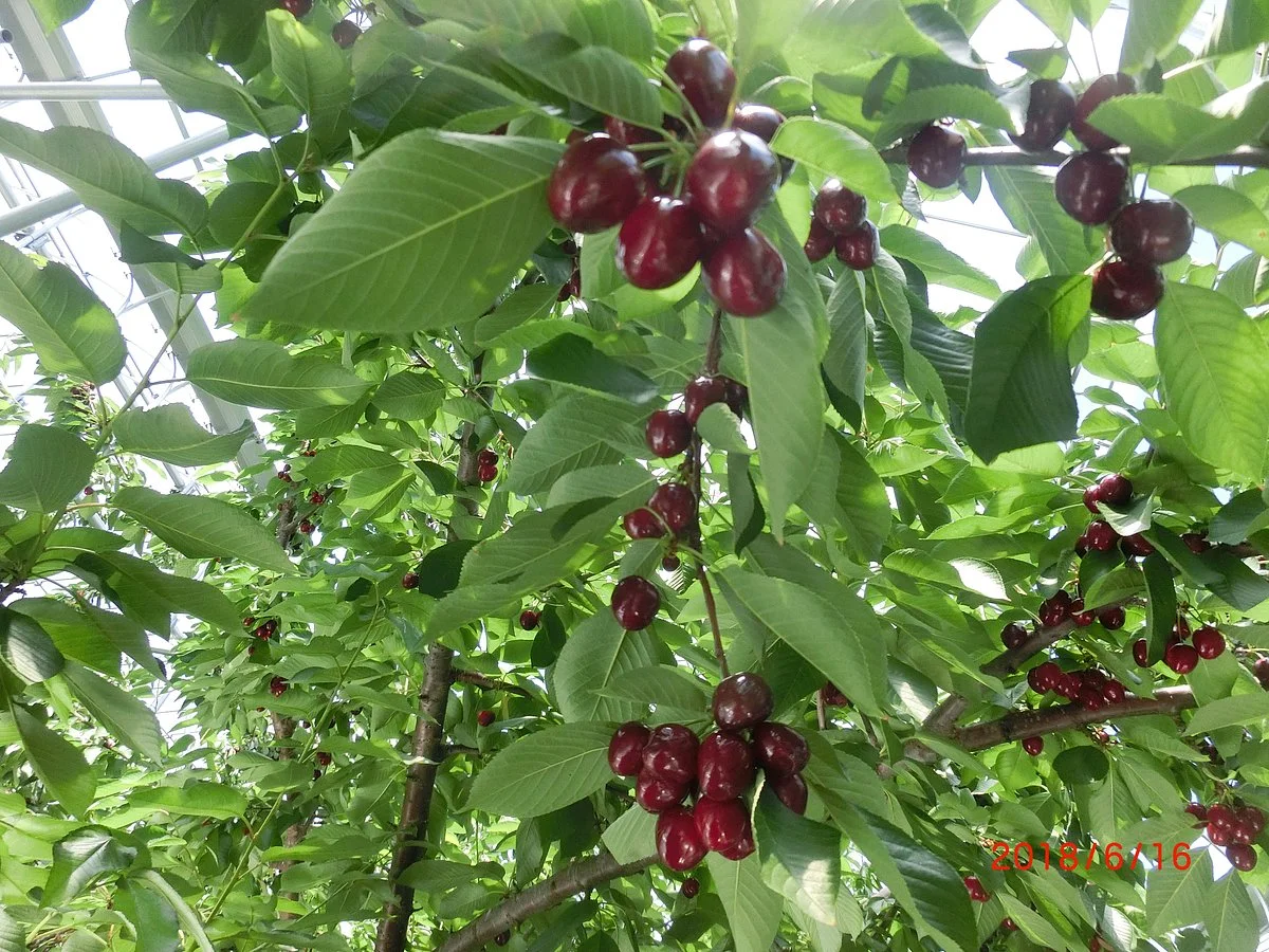 Yamakyu Kumagai Farm