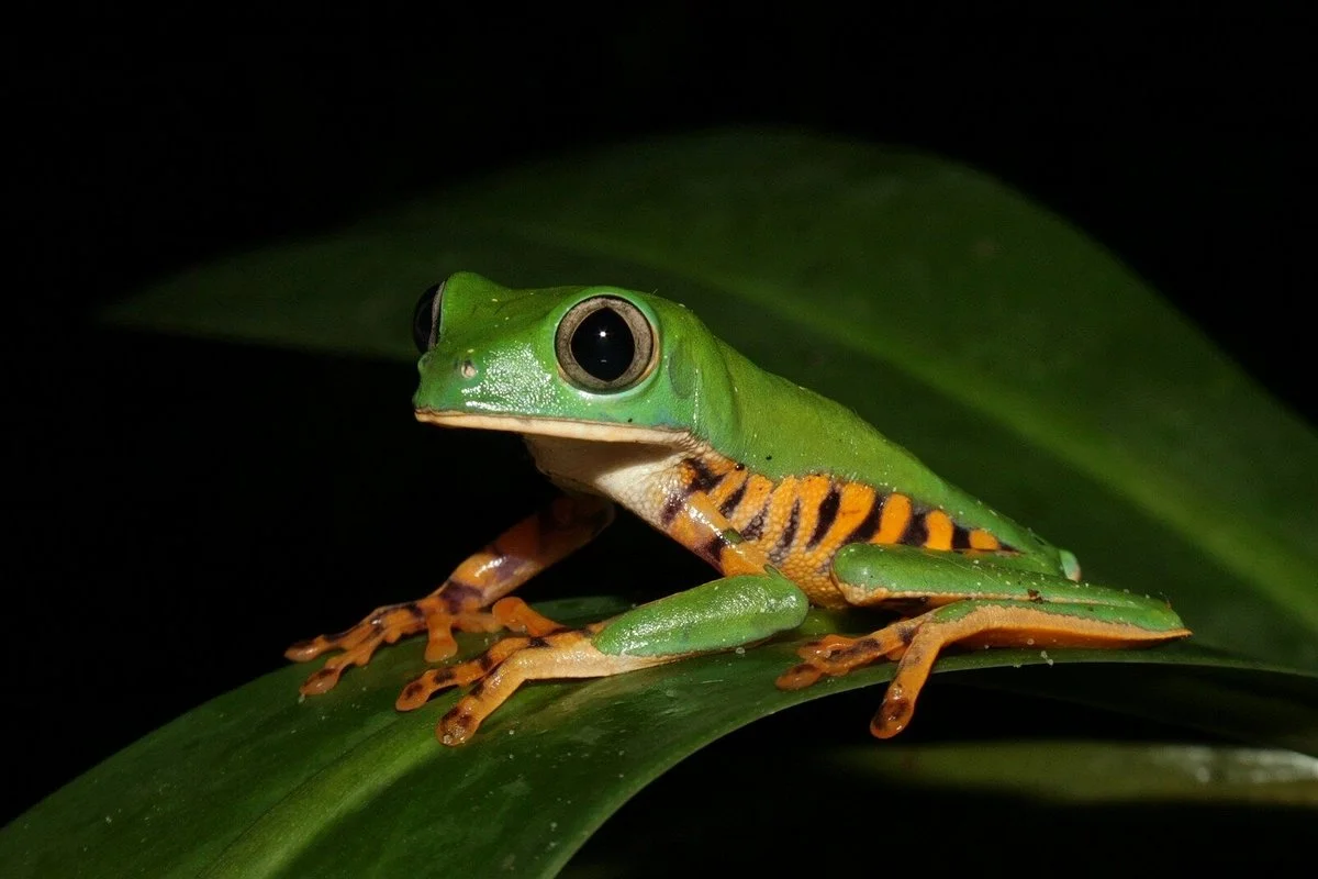Wildlife Tours Peru
