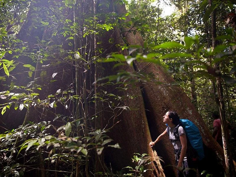 Big Tree Adventure Tours - Day Tours