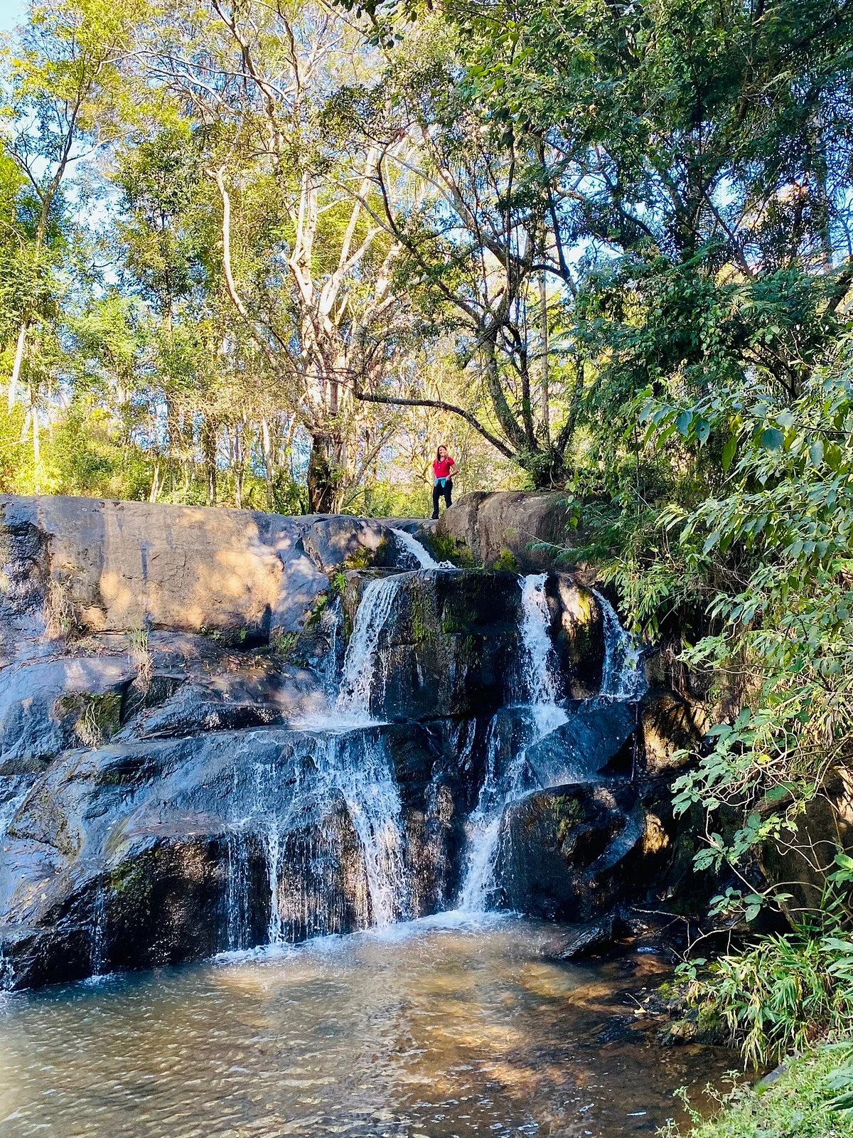 Paraiso do Shimeji