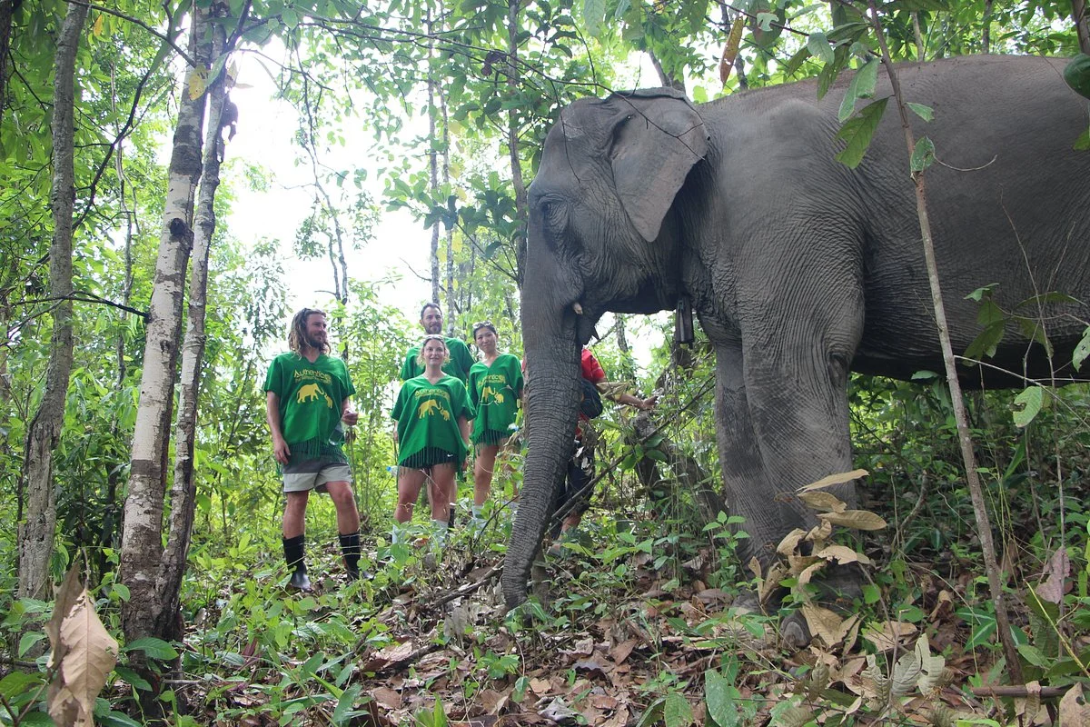 Authentic Thai Elephant Sanctuary