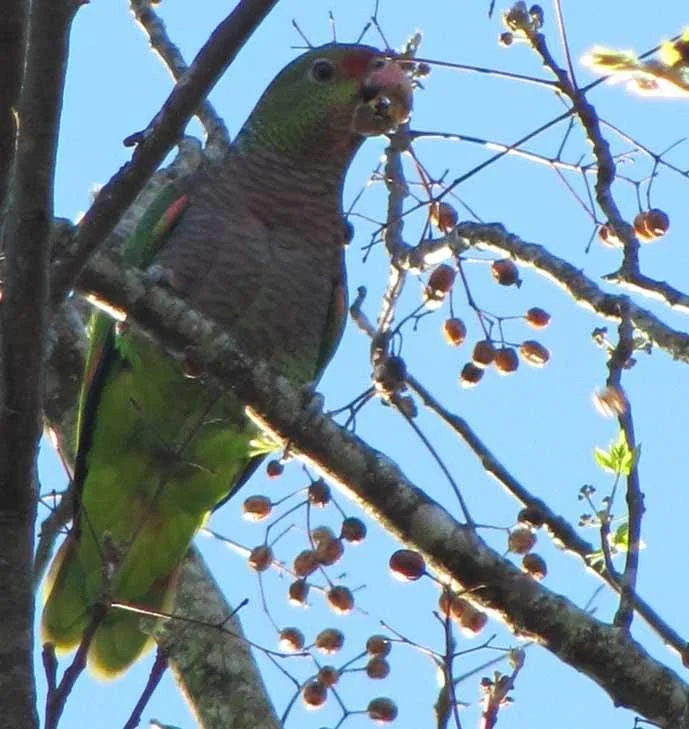 Toucan Birding Guides