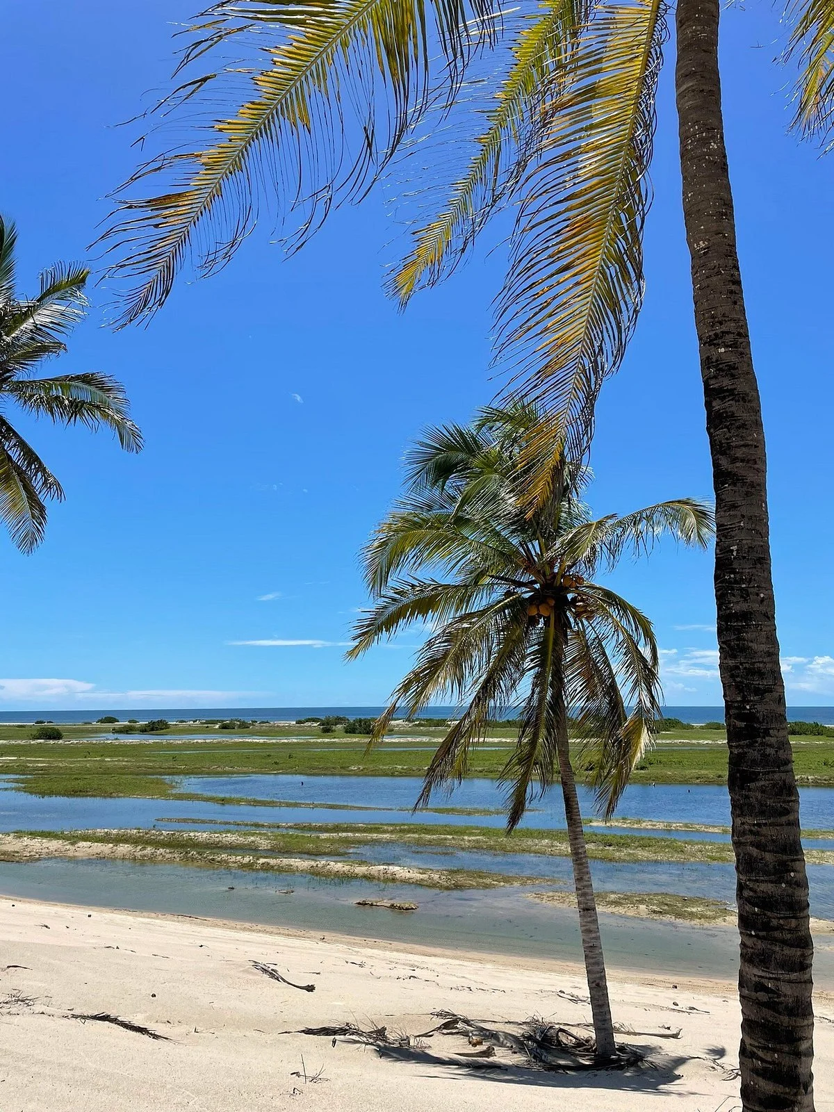 Jericoacoara Passeios MT