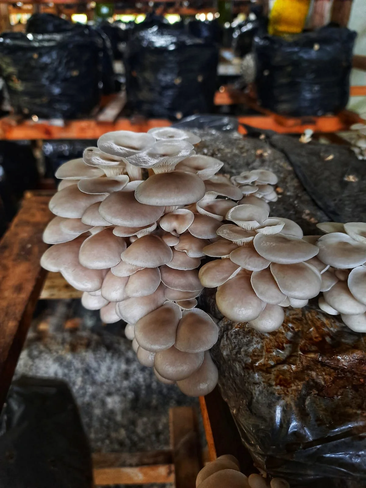 Suzana Shiitake