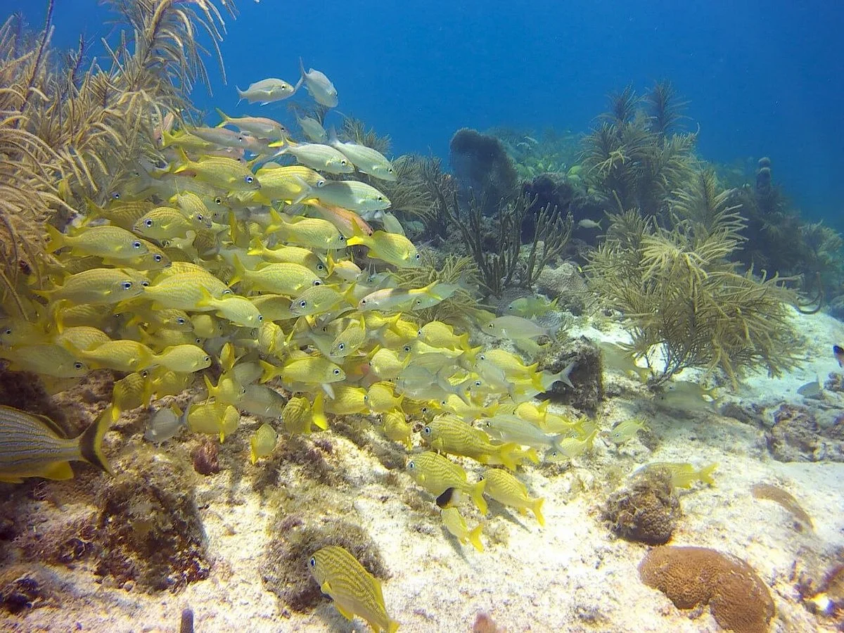 Ocean Paradise Scuba Diving