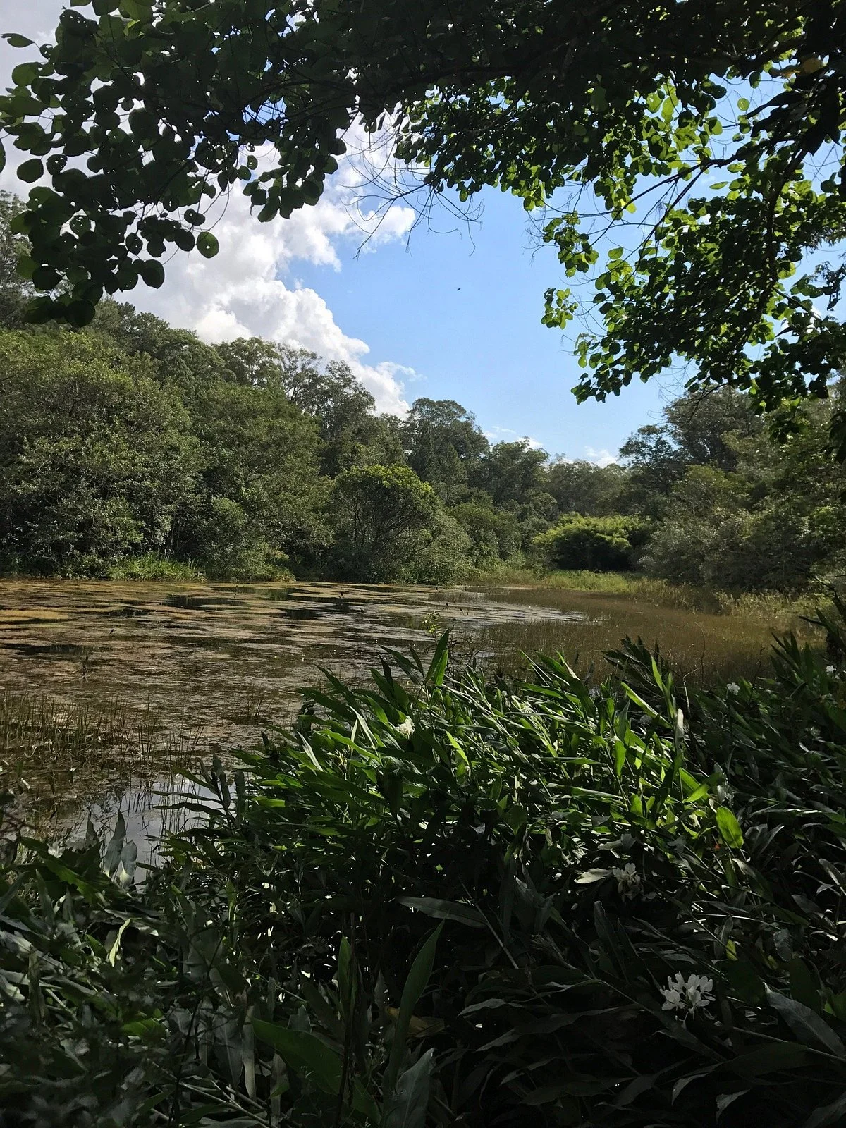 Floresta Estadual de Batatais