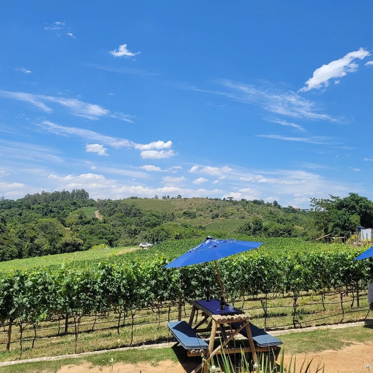 Bramasole Vinho De Boutique