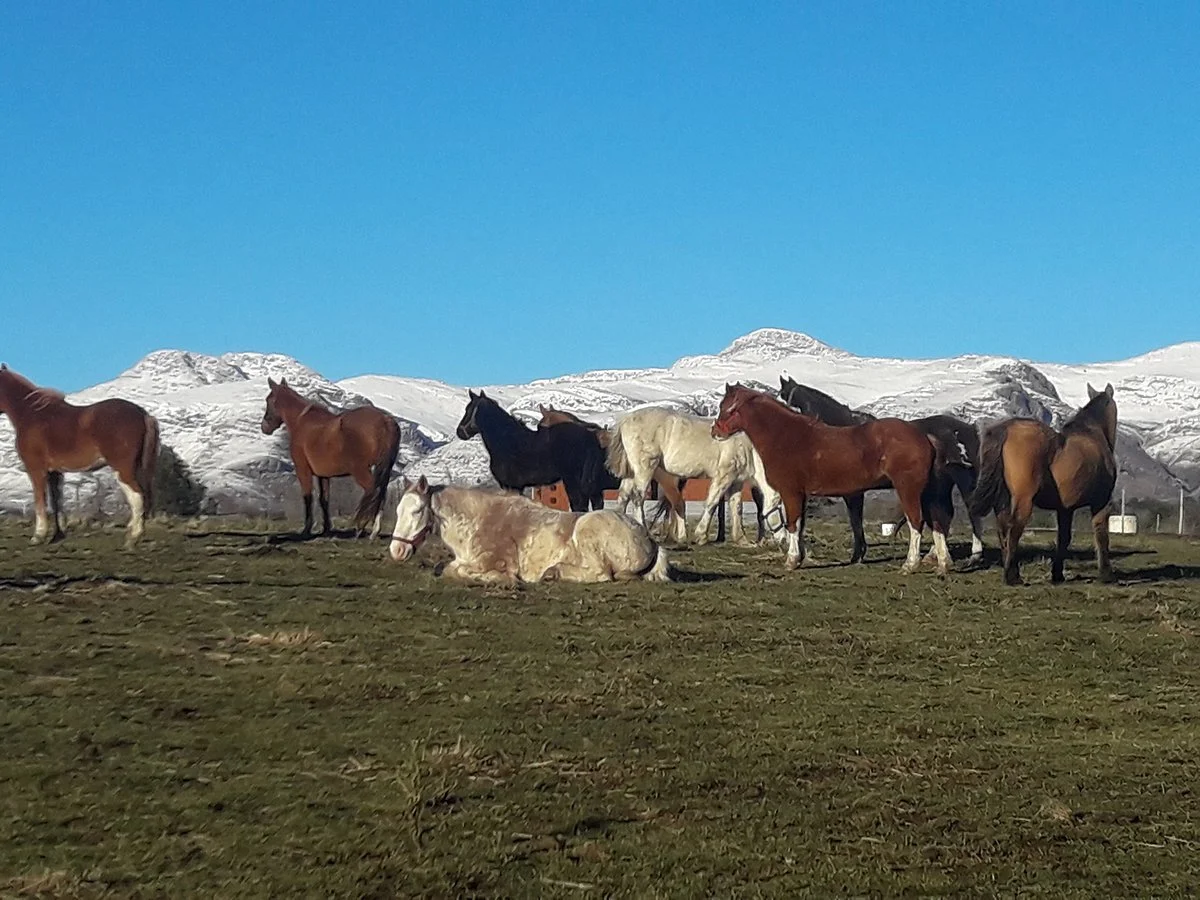 Cabalgatas El Pampa