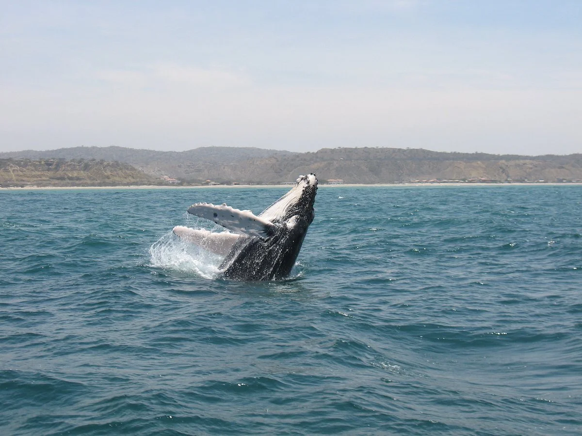 North Shore Peru Expeditions