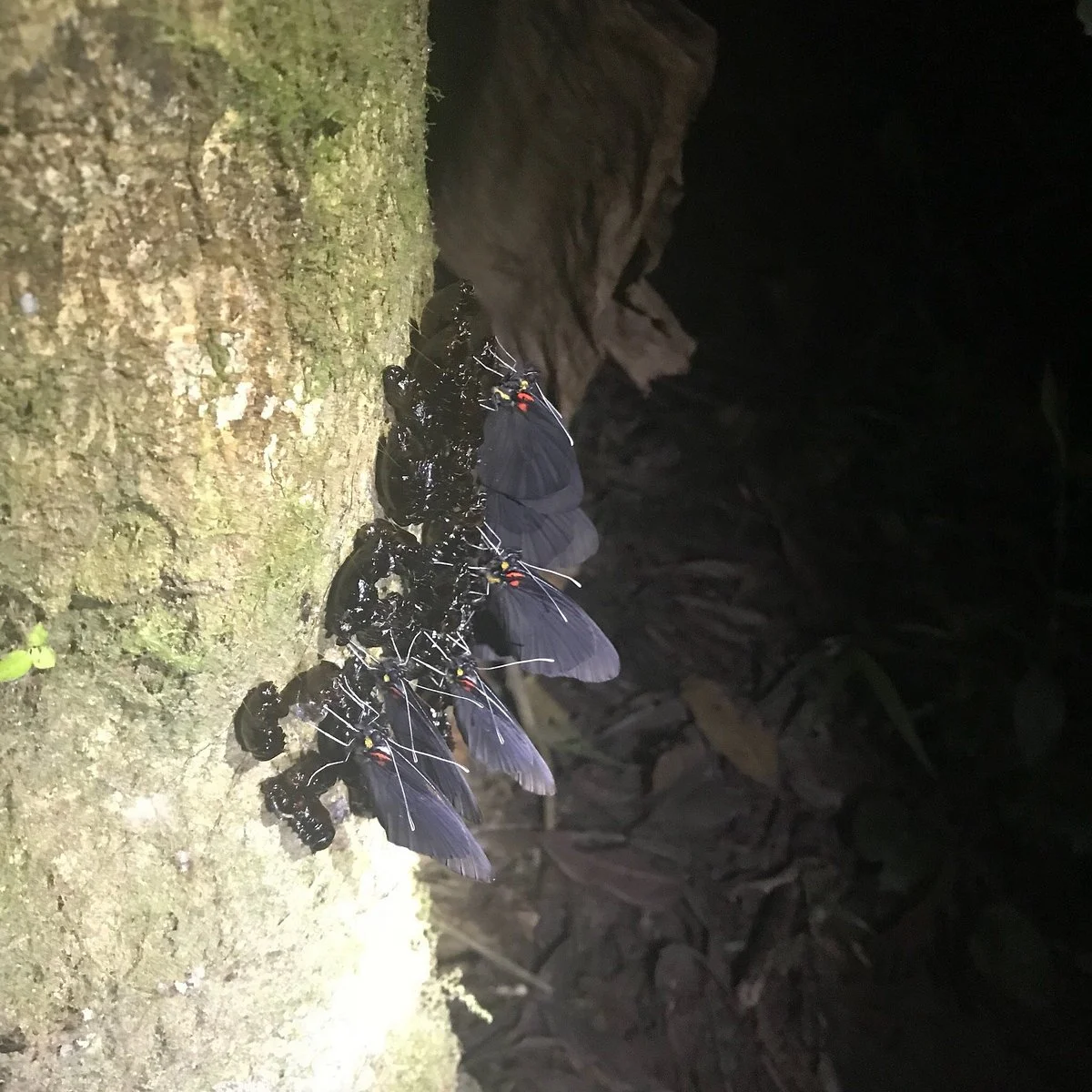 Ecuador Reptile Adventures