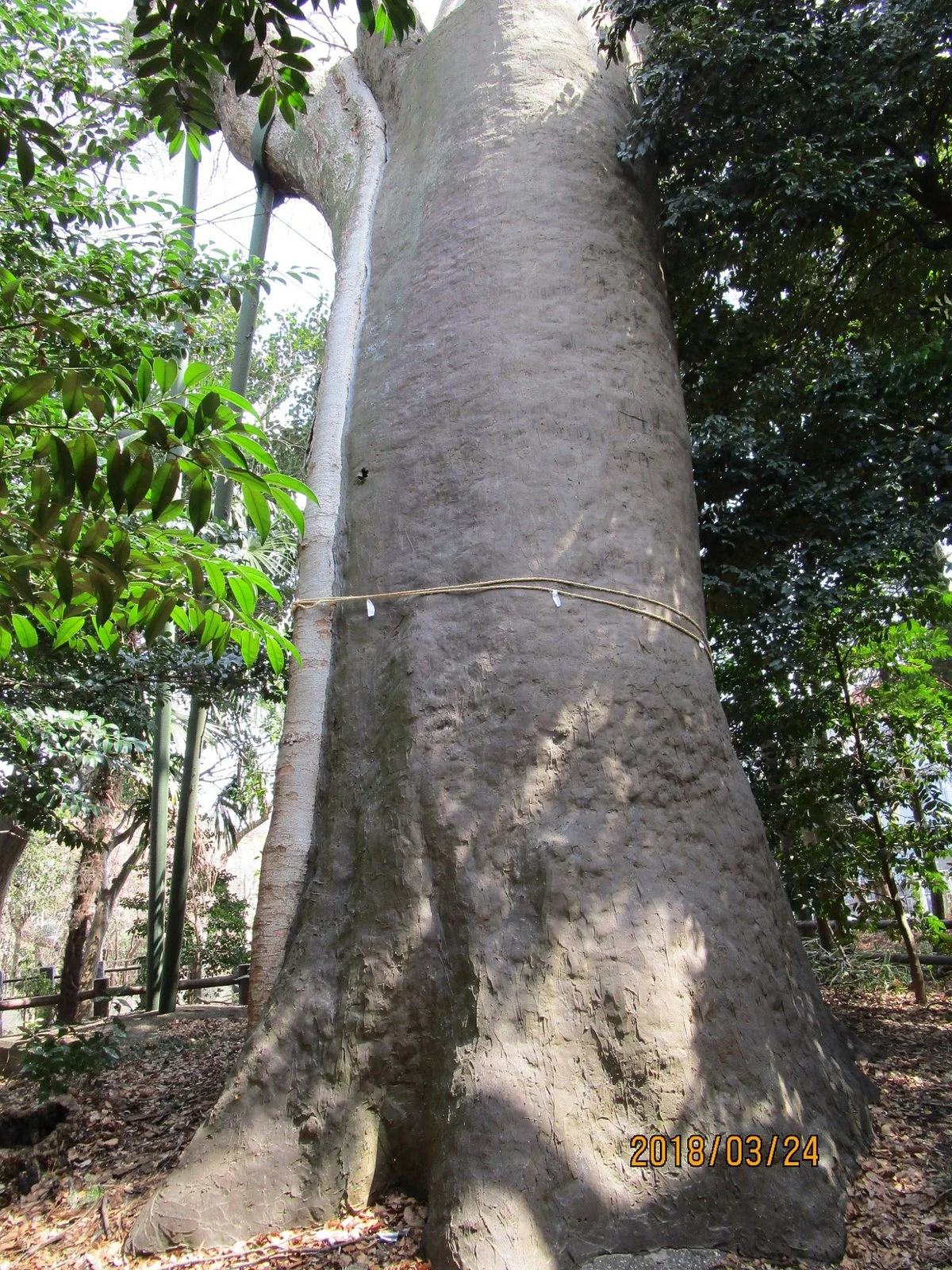 Suneori Zelkova Tree