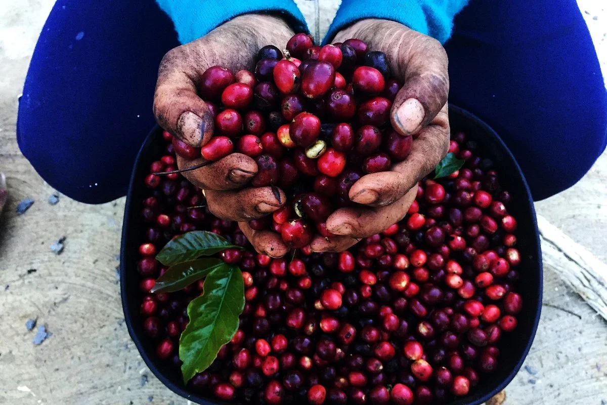 Café Joneal