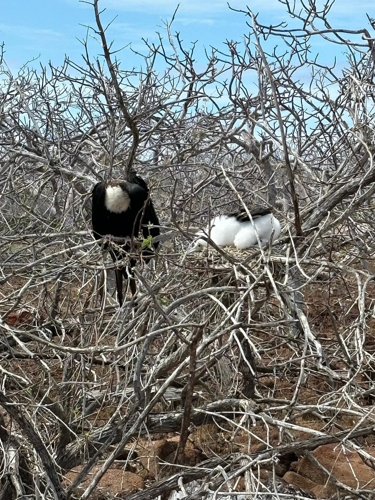 Altamar Galapagos Daily Tours