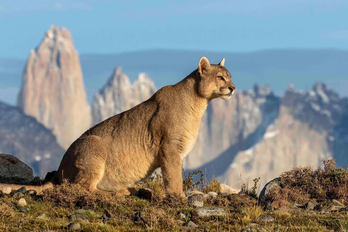 Wildcat Expeditions
